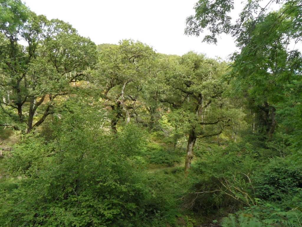 Hawcombe Wood