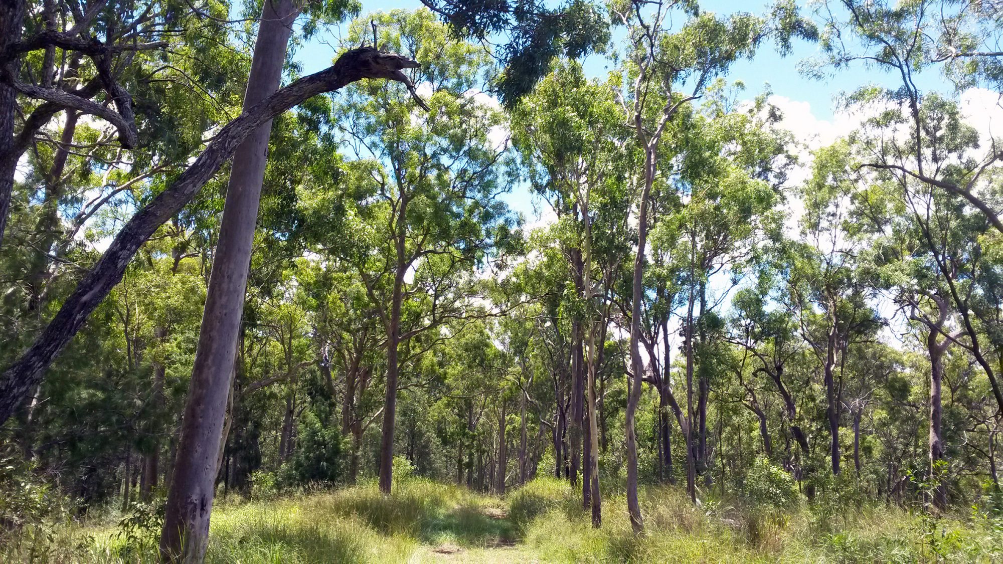 Bulburin Rainforest